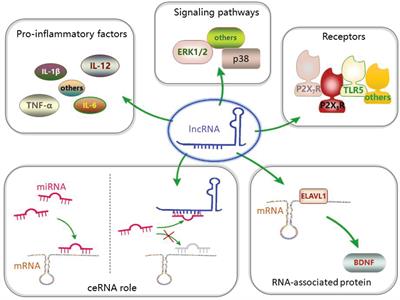 Roles of Long Non-coding RNAs in the Development of Chronic Pain